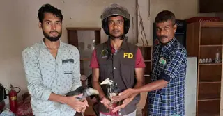 রাঙামাটিতে বিলুপ্তপ্রায় পাকড়া ধনেশ ও টিয়া পাখি উদ্ধার